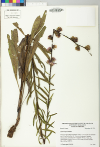 Liatris aspera image