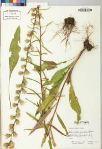 Liatris aspera image