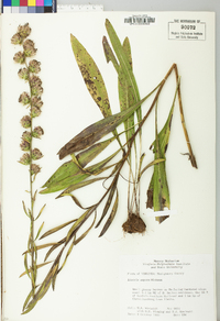 Liatris aspera image