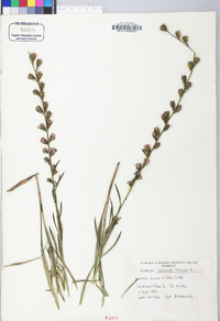 Liatris pilosa image