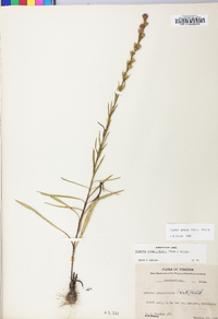 Liatris pilosa image