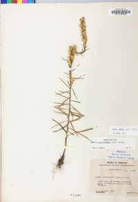 Liatris pilosa image