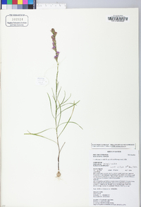 Liatris pilosa image