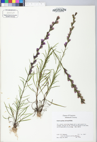 Liatris pilosa image