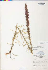 Liatris pilosa image