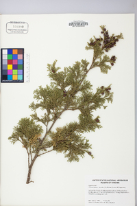 Chamaecyparis thyoides image