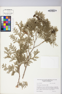 Chamaecyparis thyoides image