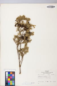 Chamaecyparis thyoides image