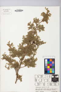 Chamaecyparis thyoides image