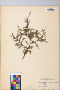 Chamaecyparis thyoides image