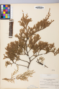 Chamaecyparis thyoides image