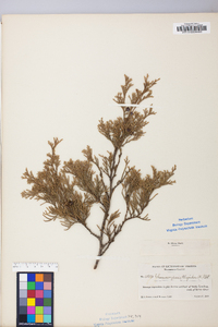 Chamaecyparis thyoides image