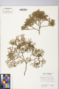 Chamaecyparis thyoides image