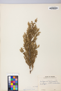 Juniperus chinensis image