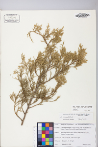 Juniperus virginiana var. virginiana image