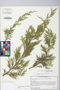 Juniperus virginiana var. virginiana image