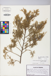 Juniperus virginiana var. virginiana image