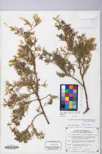 Juniperus virginiana var. virginiana image