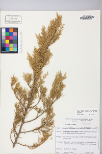 Juniperus virginiana var. virginiana image