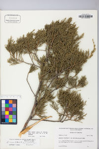 Juniperus virginiana var. virginiana image