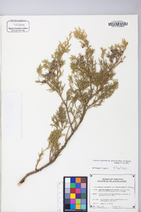 Juniperus virginiana var. virginiana image