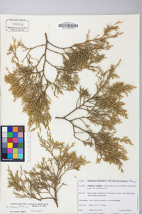 Juniperus virginiana var. virginiana image