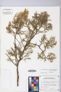 Juniperus virginiana var. virginiana image