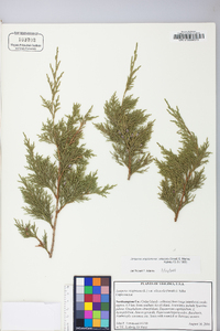 Juniperus virginiana var. virginiana image