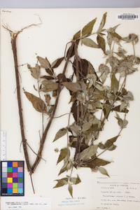 Pycnanthemum pycnanthemoides image