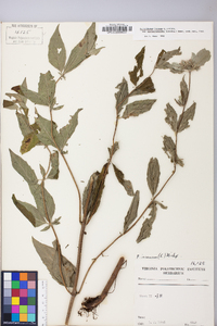 Pycnanthemum pycnanthemoides image