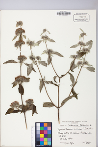 Pycnanthemum pycnanthemoides image