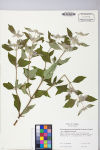 Pycnanthemum pycnanthemoides image