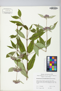 Pycnanthemum incanum image