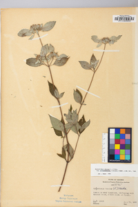 Pycnanthemum incanum image