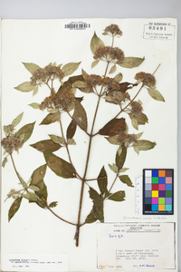 Pycnanthemum incanum image