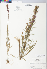 Liatris pilosa image