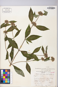 Pycnanthemum pycnanthemoides image