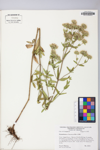 Pycnanthemum flexuosum image