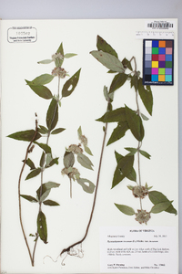 Pycnanthemum incanum var. incanum image