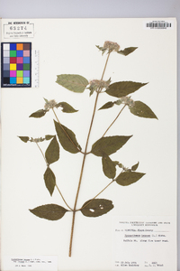 Pycnanthemum incanum image