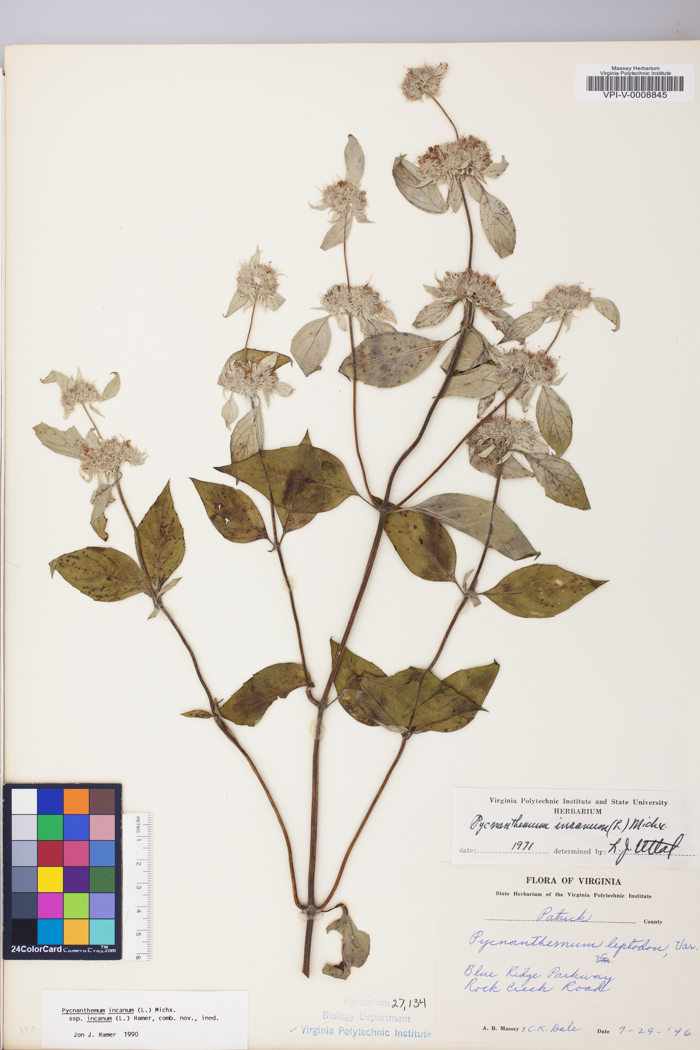 Pycnanthemum incanum var. incanum image