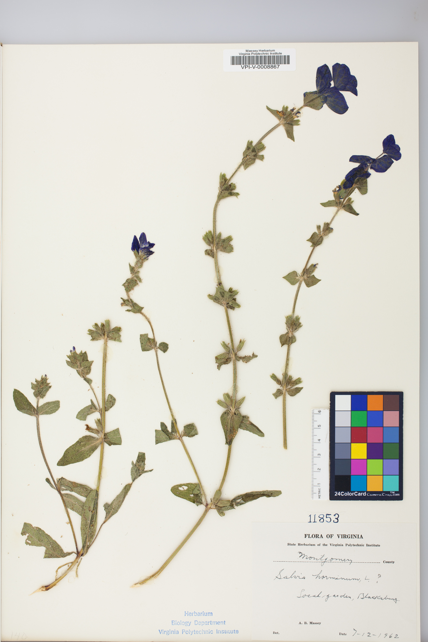 Salvia horminum image