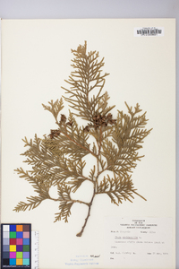 Thuja occidentalis image