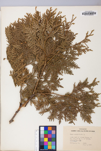 Thuja occidentalis image