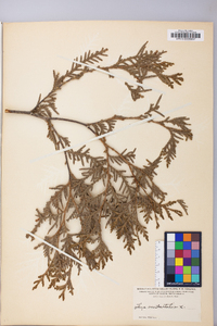 Thuja occidentalis image