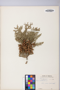 Thuja occidentalis image