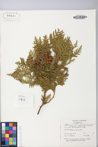 Thuja occidentalis image