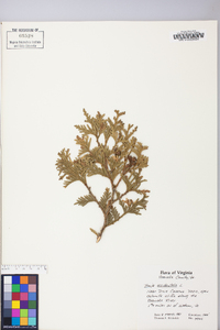 Thuja occidentalis image