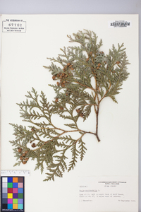 Thuja occidentalis image