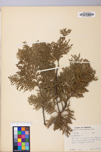 Thuja occidentalis image